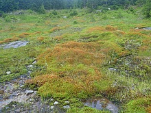 Lesn zti - Kldov cesta - Krakonoova sndan - Terex - Harrachov