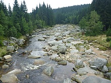 Pes Jizerku na Orle