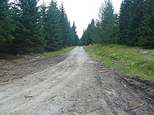 Pes Jizerku na Orle