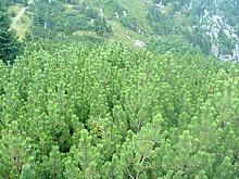 Horn mseky - Vrbatova bouda - Labsk bouda - Dvoraky - Harrachov