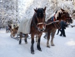Harrachov