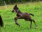 Ran pod tpnkou - Die Ranch unter tpnka (foto 2)