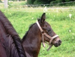 Ran pod tpnkou - Die Ranch unter tpnka (foto 3)