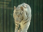 Liberec ZOO tygr - Liberec - ZOO (foto 5)