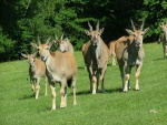 Dvr Krlov - ZOO & Safari - Dvr Krlov - ZOO & Safari (foto 2)