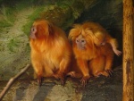 Dvr Krlov - ZOO & Safari - Dvr Krlov - ZOO & Safari (foto 9)