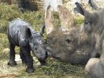 Nosoroec - Dvr Krlov - ZOO & Safari (foto 8)
