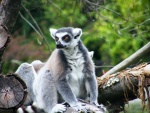 Dvr Krlov - ZOO & Safari - Dvr Krlov - ZOO & Safari (foto 6)