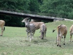 Dvr Krlov - ZOO & Safari (foto 5)