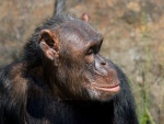 Dvr Krlov - ZOO & Safari - Dvr Krlov - ZOO & Safari (foto 4)