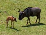 Dvr Krlov - ZOO & Safari (foto 10)