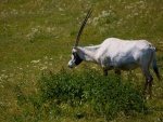 Dvr Krlov - ZOO & Safari (foto 11)