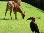 Dvr Krlov - ZOO & Safari (foto 12)