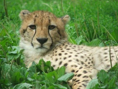 Dvr Krlov - ZOO & Safari Dvr Krlov nad Labem